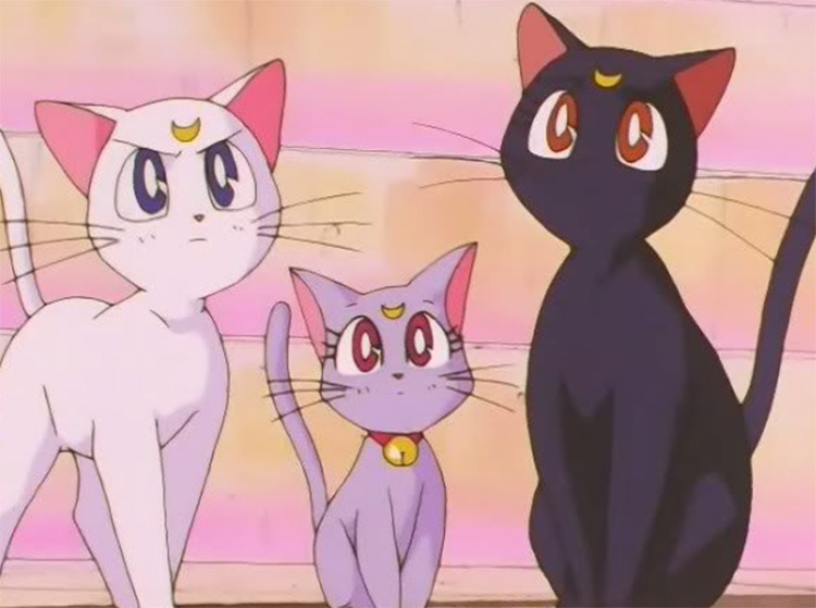 Black White Cats Anime Images  AniYukicom