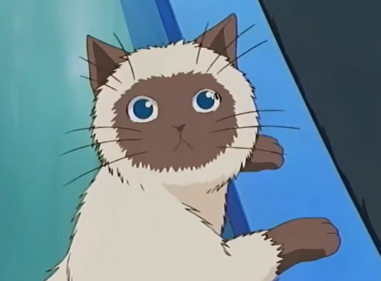 25 Best Cats In Anime  The Ultimate Feline List   FandomSpot - 80