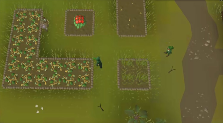 Strawberry Farming Screenshot in OSRS