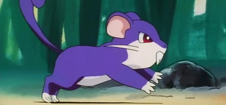 Rattata from the Pokemon anime