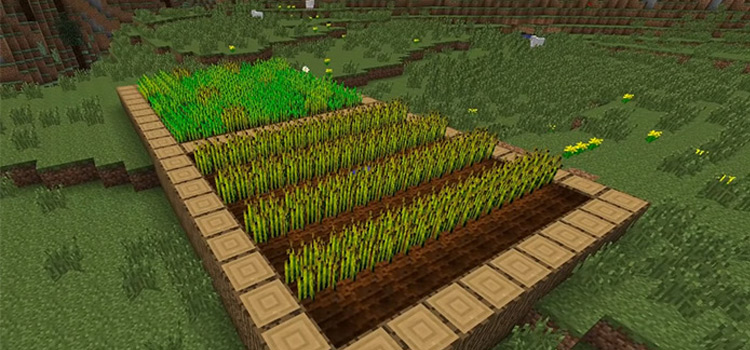 Minecraft food growing on a farm