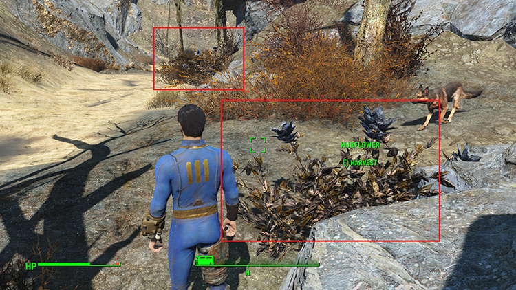 Two bushes on the road south of Recon Bunker Theta. / Fallout 4