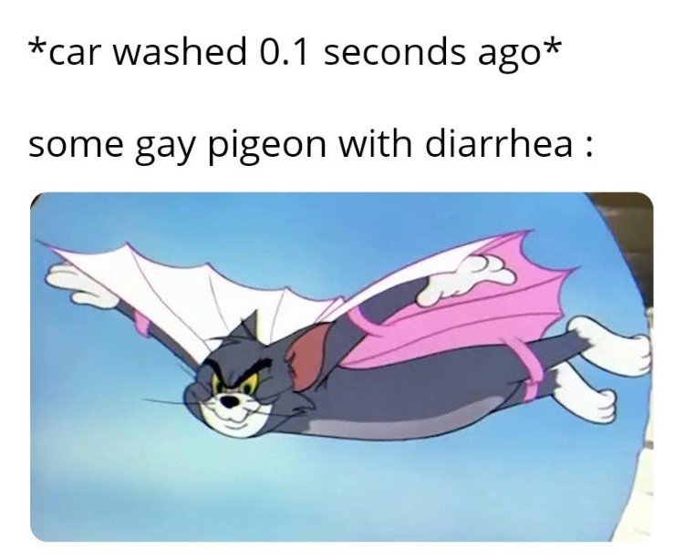 Some pigeon with diarrhea Tom meme
