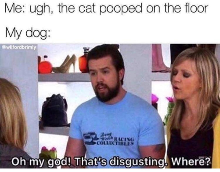 Mac Meme - Cat poops on the floor. The dog: oh my god, where?
