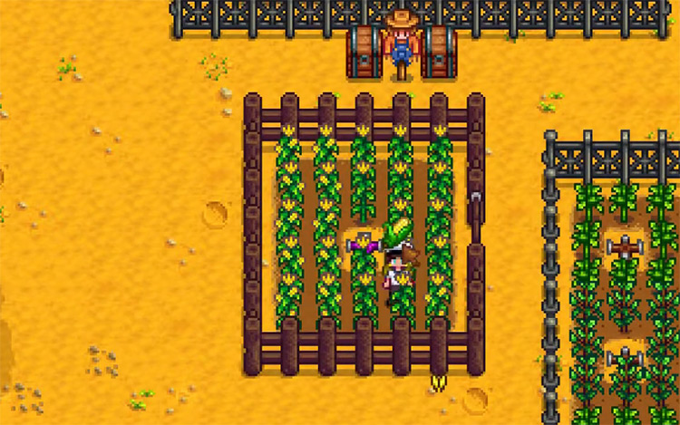 Corn Stardew Valley gameplay