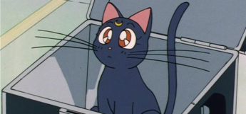Luna Cat from Sailor Moon