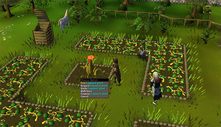 A fully-grown limpwurt plant / OSRS