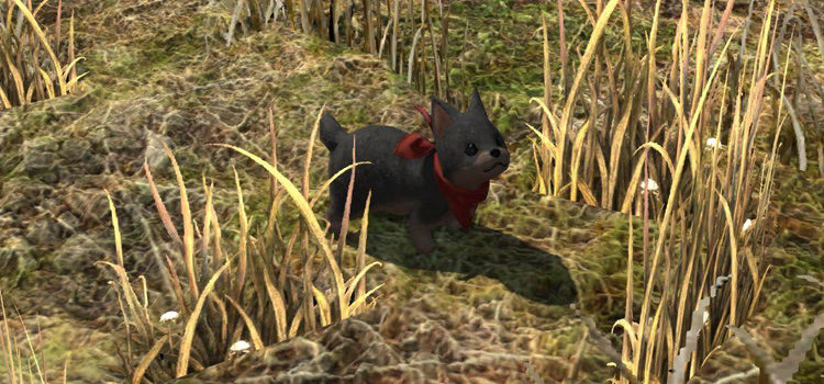 How Do You Get The Wolf Pup Minion in FFXIV?
