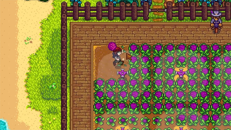 Red Cabbage in Stardew Valley