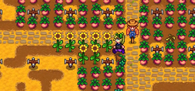 Sunflowers growing in Stardew Valley