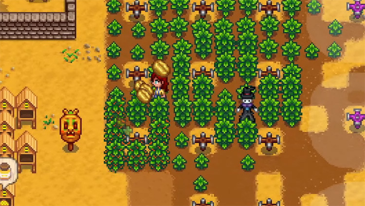 Coffee Beans in Stardew Valley