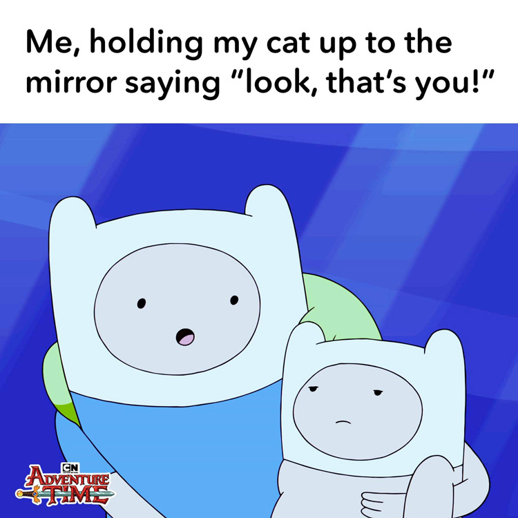 AT meme - Holding my cat to mirror - thats you!