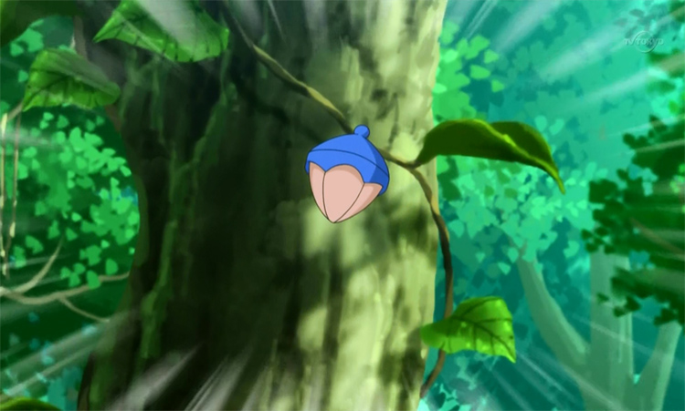 Chesto Berry in the Pokemon Anime