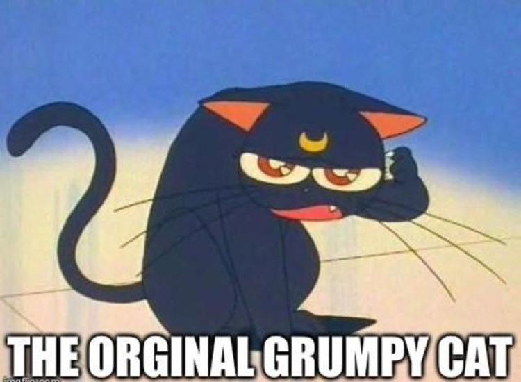 The original grumpy cat - Luna meme