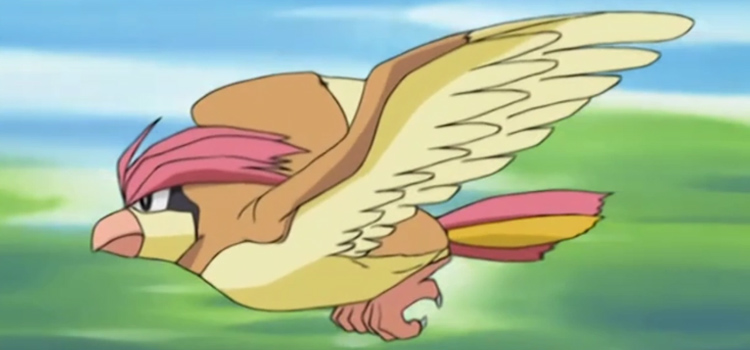 Pidgeotto flying in the anime