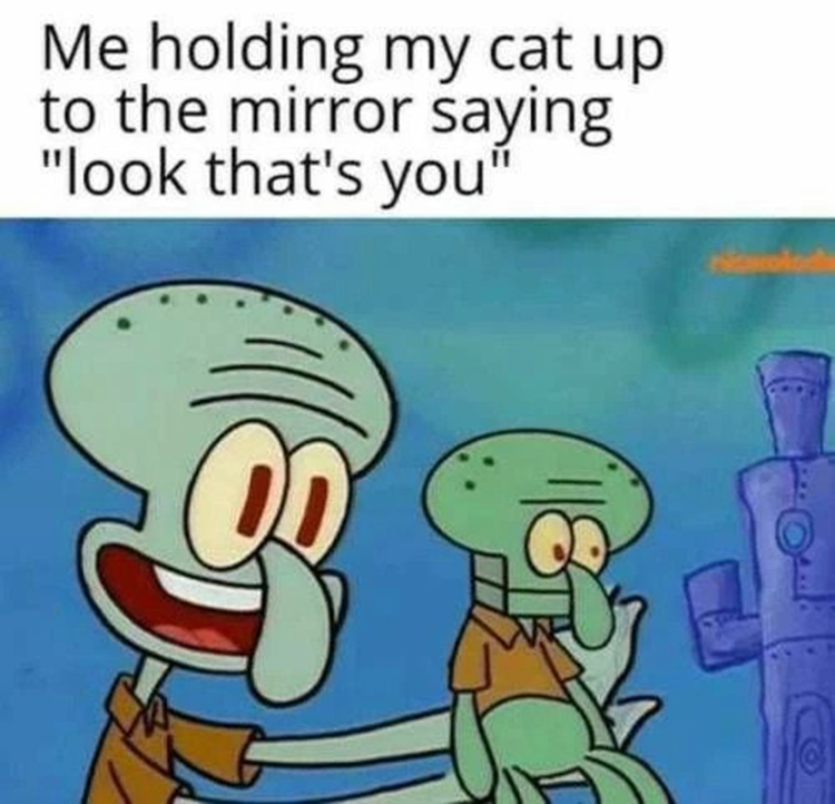 Holding cat up to the mirror - Squidward doll meme