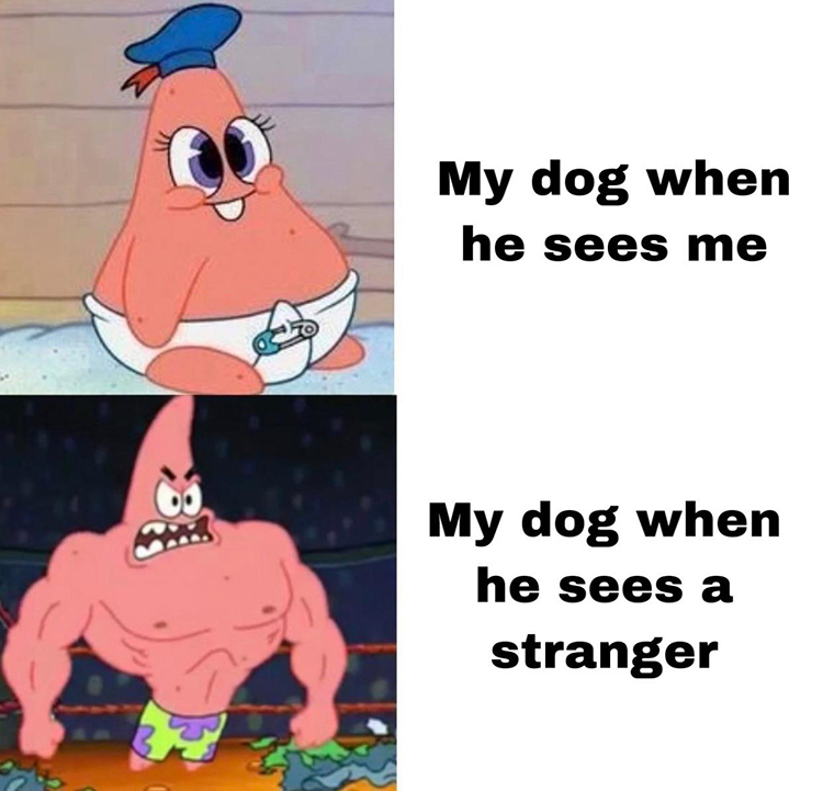 When my dog sees a stranger