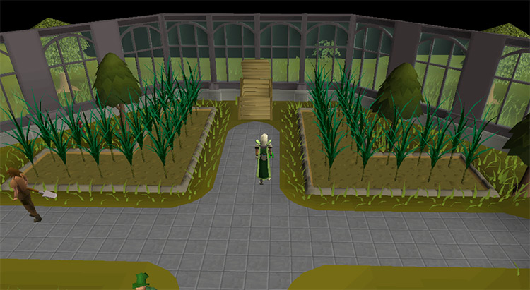 Farming snape grass in the Farming Guild in OSRS