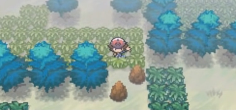 Giant Chasm Forest in Pokémon White