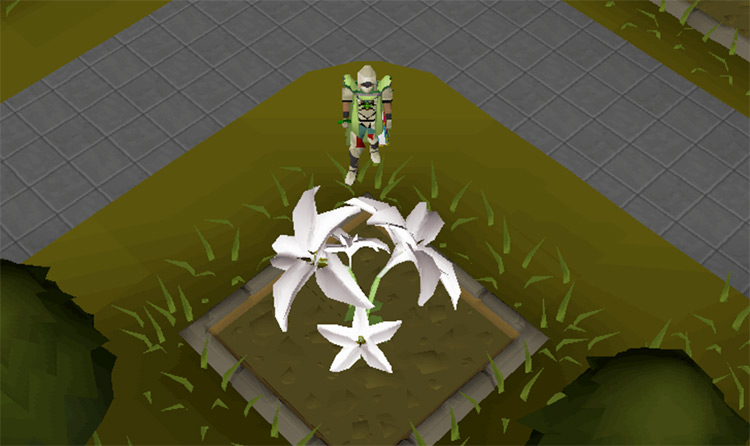 Fully grown White Lilies in OSRS