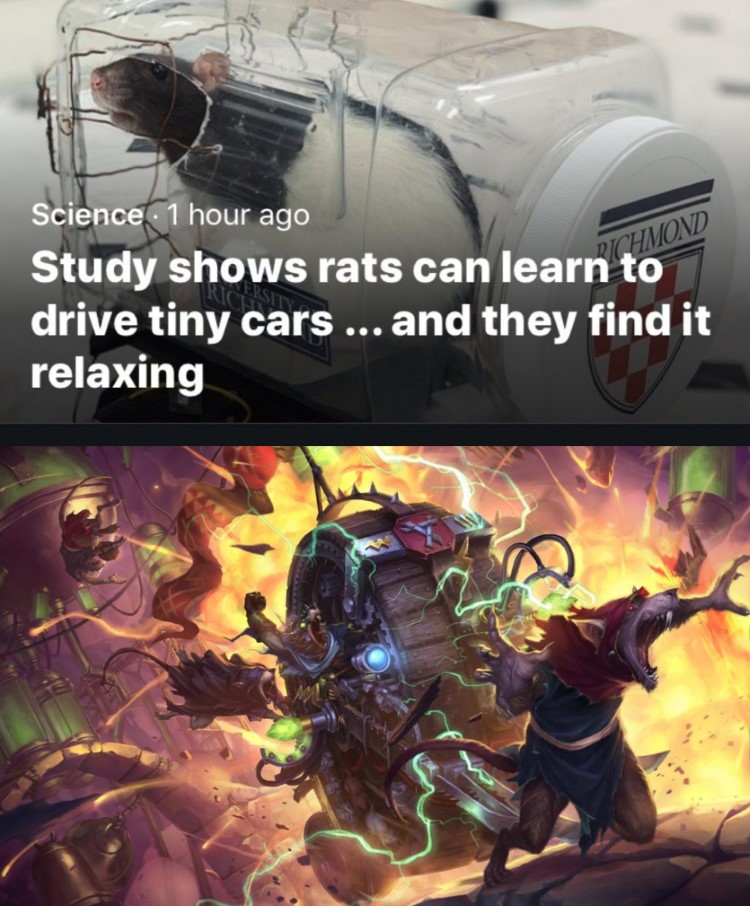 Study shows rats can learn how to drive cars